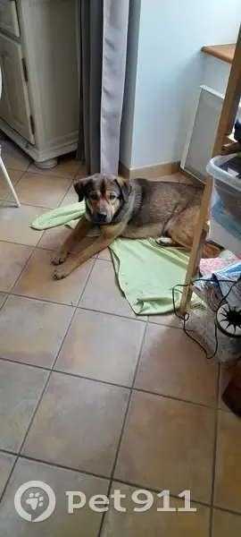 Chien marron perdu retrouvé - photo