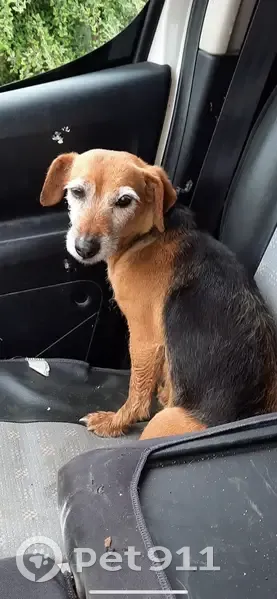 Trouvée: Chienne douce, Rue Bout Neuf - photo