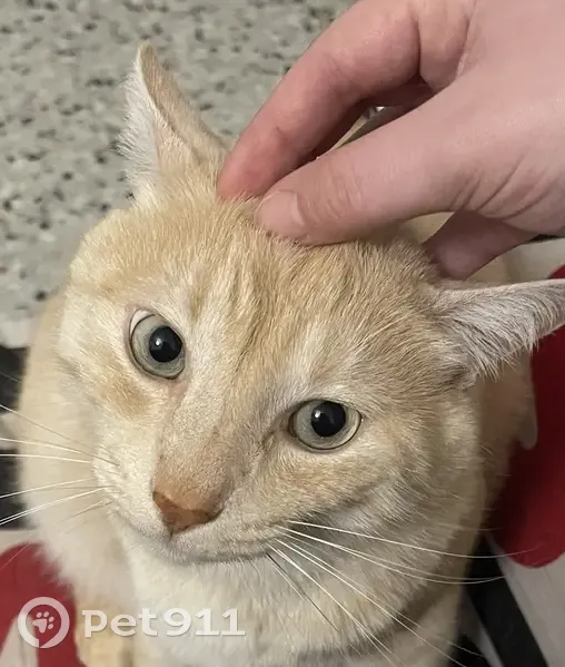Félix, chat crème perdu à Avignon - photo