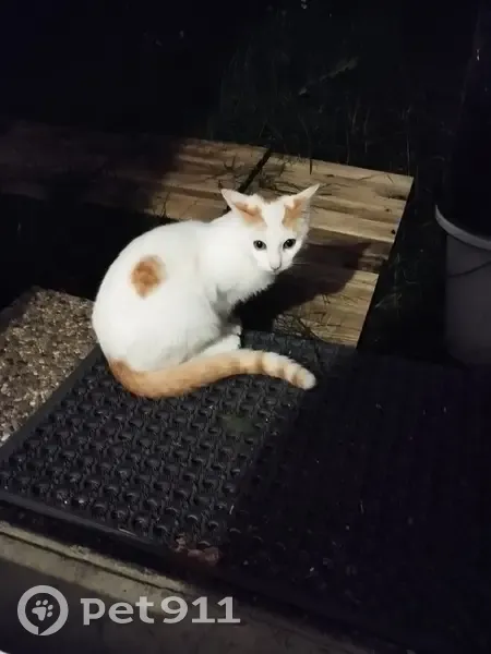 Chat câlin trouvé à Savenay - photo