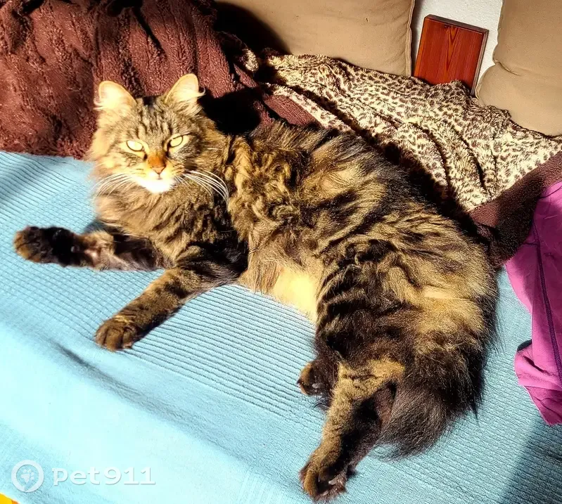 Chat tigré disparu à Capbreton - photo