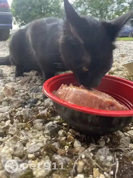 Chat noir affectueux trouvé à Nercillac - photo