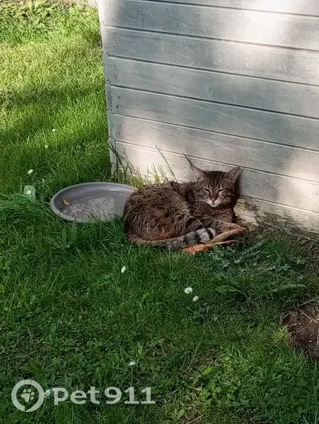Chat tigré blessé trouvé à Casseneuil - photo