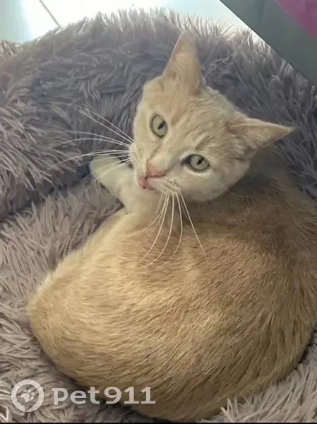 Chat fauve sauvage perdu à Mérignac - photo