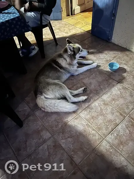 Husky mâle perdu, collier bleu - photo