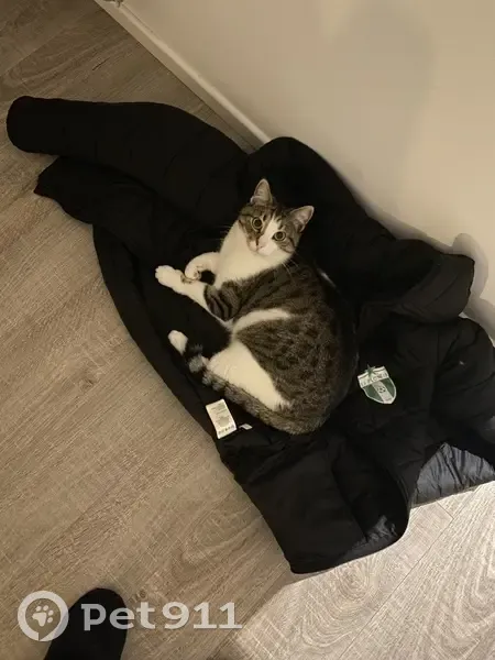 Chat Hades disparu à Kerlagatu - photo