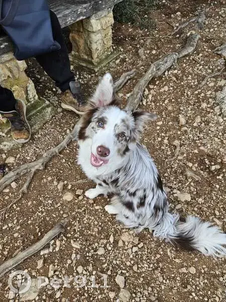Alerte: Taylo, Border Collie perdu - photo
