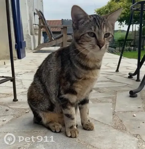 Chatte tigrée disparue à Balzac - photo