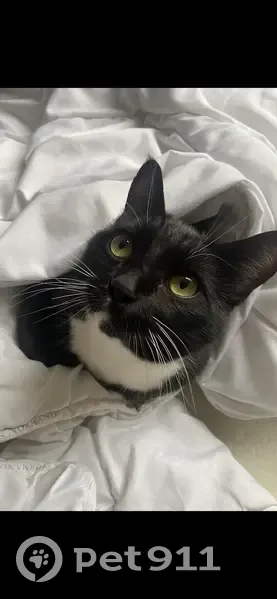 PERDU: Chat noir/blanc à Graimbouville - photo