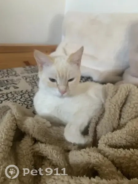 Chatte blanche disparue à Gaillac - photo