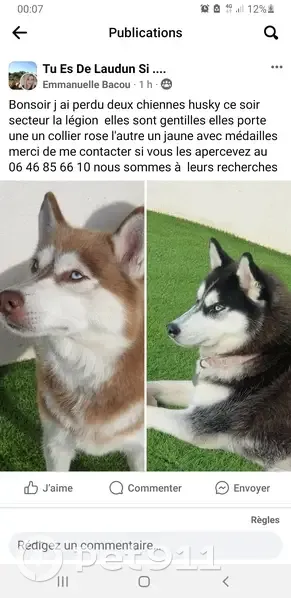Avis: 2 Huskys perdus à Laudun - photo