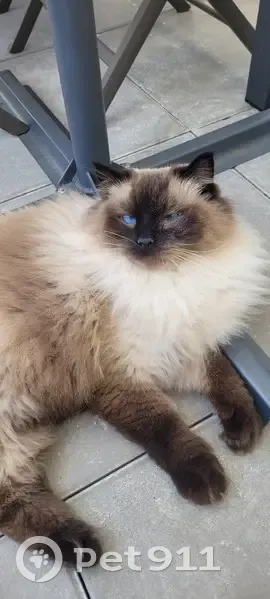 Taiyou, Ragdoll Seal Point Perdu - photo