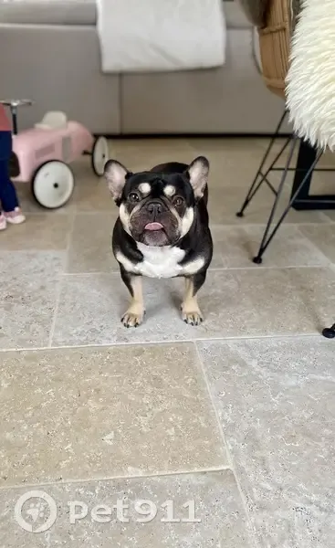 Chien bouledogue perdu - Frais - photo