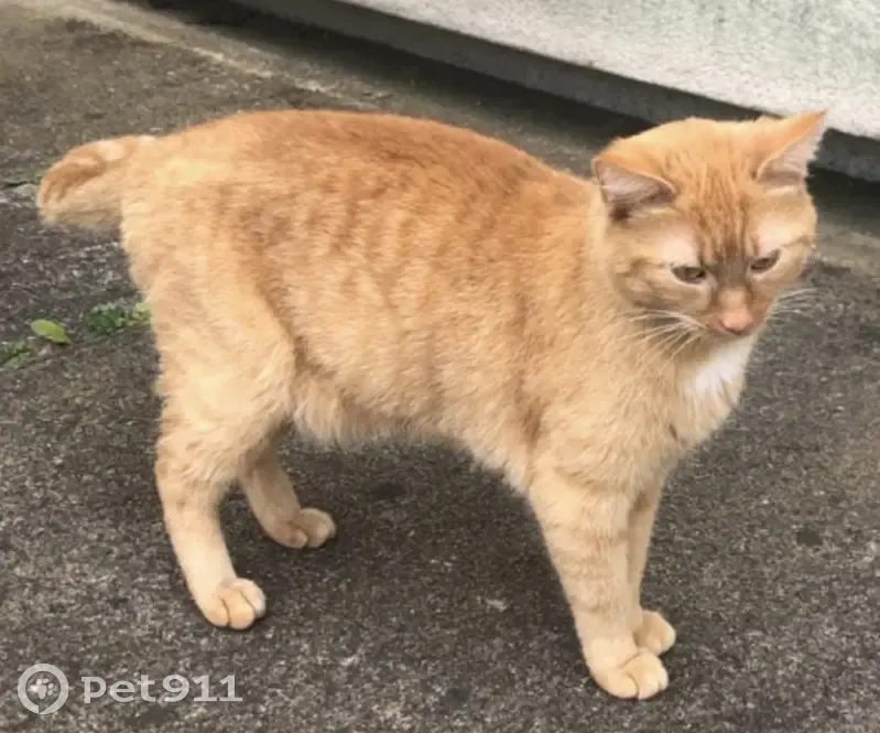 Chat roux sociable trouvé à Tours - photo