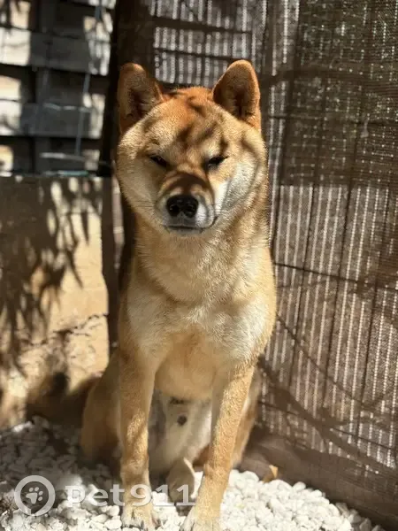 Chien anxieux perdu à Toulon - photo