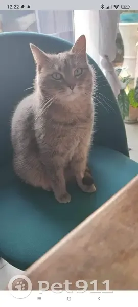 Chat Bao disparu à Dry le 22/05 - photo