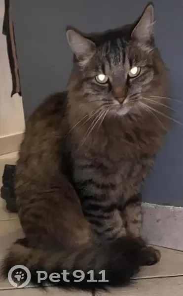 Chat angora boiteux perdu à Lardy - photo
