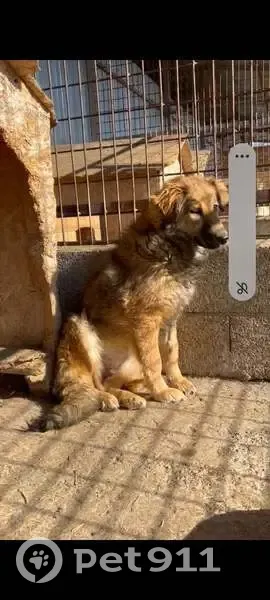 Chienne perdue à La Chapelle - photo