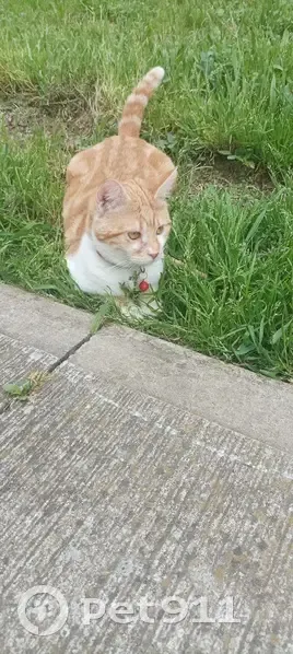 Polochon, Chat Roux Perdu à Toulouse - photo