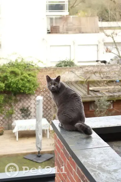 Chat gris géant perdu à Lille - photo