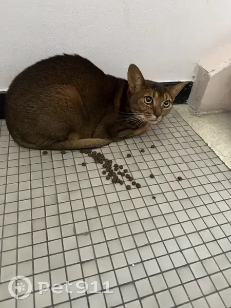 Chat marron trouvé à Vandœuvre - photo