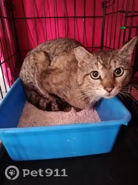 Chat trouvé à Pollionnay - photo