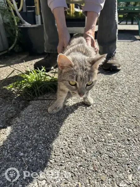Chat trouvé à Habère-Lullin - photo
