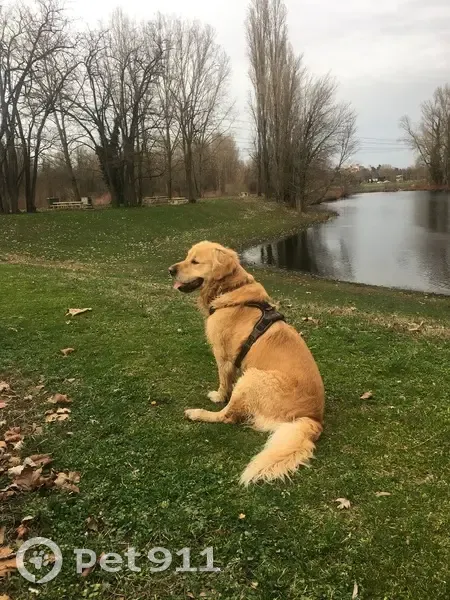 Golden Retriever Perdu à Chazay - photo