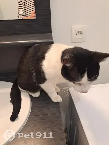 Chat mâle perdu à Nanterre - photo