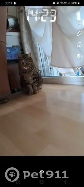 AVIS: SIMBA, chat tigré PERDU - photo
