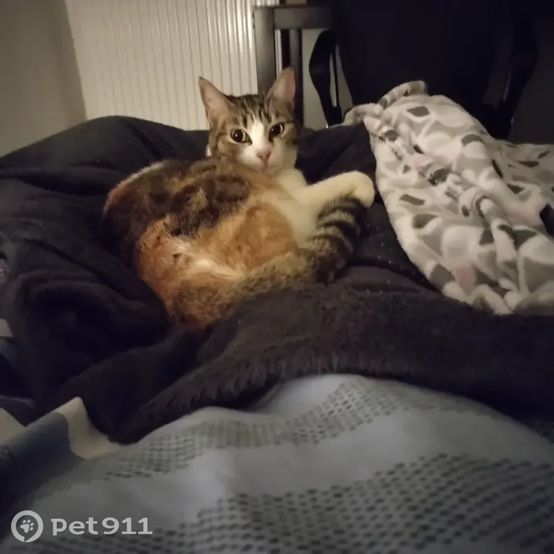 Chat sans dents Talia perdu à Niort - photo