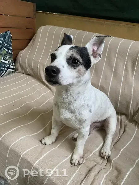 Trouvé: Jack Russell à Anglet - photo