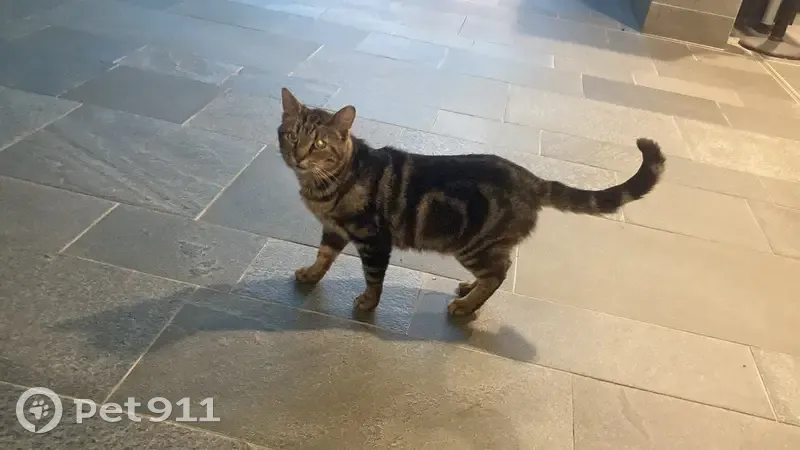 Chat retrouvé à l'ENSTA, Palaiseau - photo