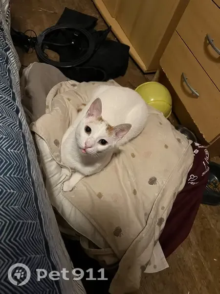 Chat blanc et roux perdu - Châtillon - photo