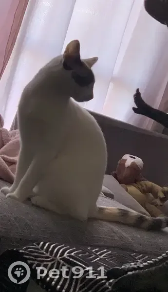 Chatte MIA perdue, blanche tachetée - photo