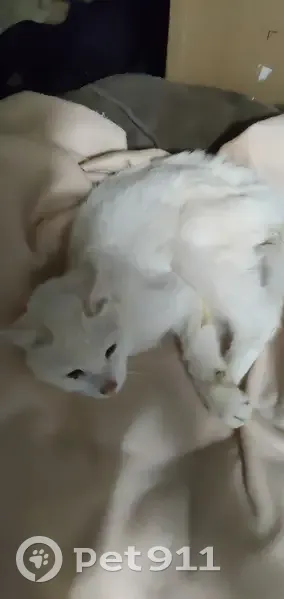 Chat blanc maigre trouvé à Noues - photo
