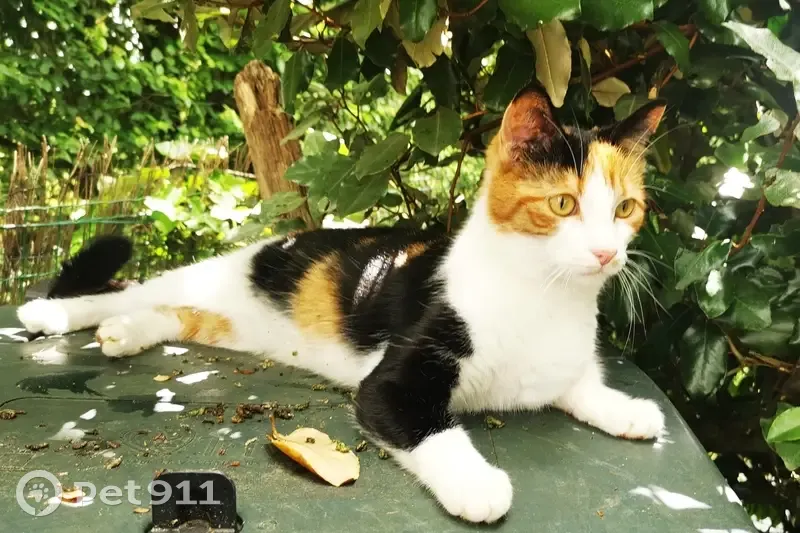 Chatte YAYOO disparue à Saint-Mathurin - photo