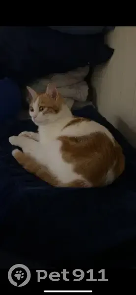 Chat roux perdu à Strasbourg - photo
