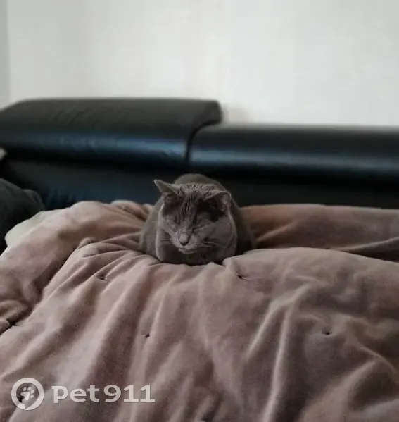 Chatte aveugle perdue au Havre - photo