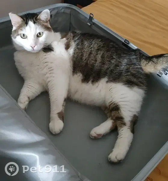 Chat blanc tigré perdu à Pierrelaye - photo