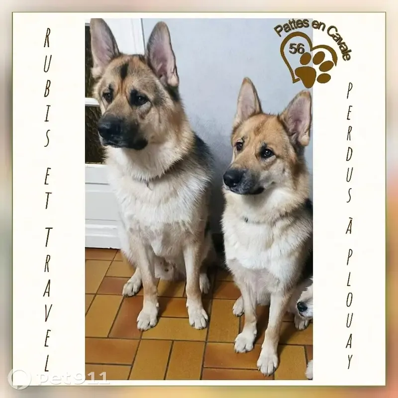 Alerte: Chiens Rubis & Travel perdus - photo