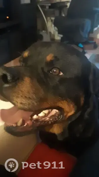Chien Taïko perdu à Bullainville - photo