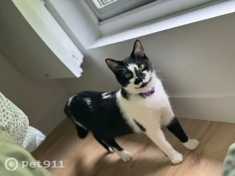 Chat perdu, collier violet, Marcq - photo
