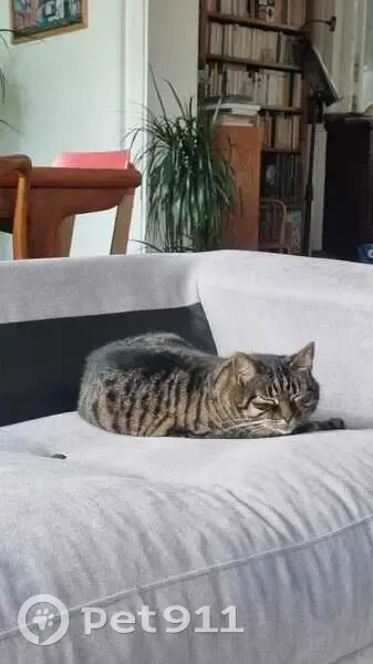 Chatte tigrée disparue à Lille - photo