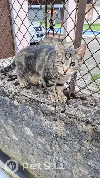 Chatte aveugle trouvée à Audincourt - photo
