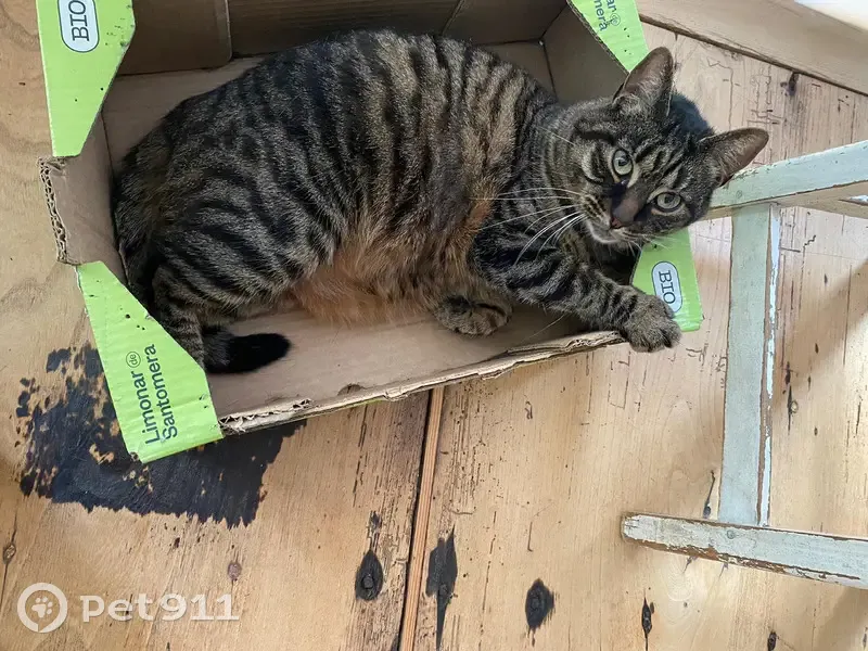 Chatte tigrée de 6 ans perdue à Lille - photo