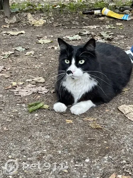 Chat noir et blanc trouvé à Bordeaux - photo
