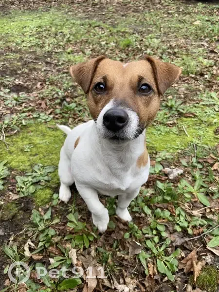 Chien perdu: harnais bleu, Marcé - photo