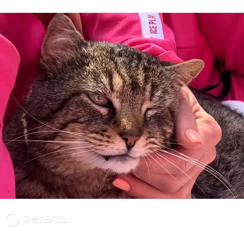 Chat Boris perdu à Lille - photo