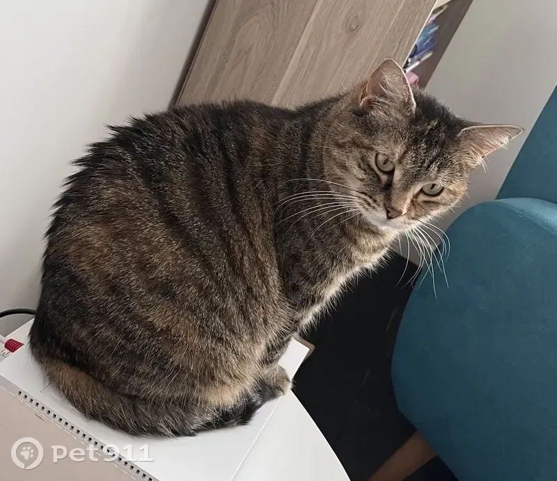 Chatte perdue, Blainville 25 - photo